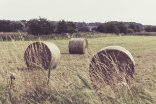 Heuballen_auf_Feld_klein Bestes Heu für die Pferde des Reitstalls Berkenheide in Greven.