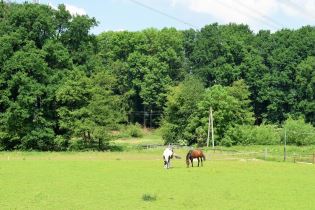 Hier ist eine grüne Wiese auf der zwei Pferde Grasen zu sehen. Aufgenommen beim Reitstall Berkenheide in Greven.